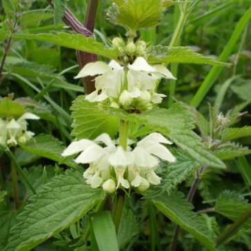 White dead nettle (Lamium album) grows on roadside verges, waste grounds, grassy banks and anywhere the ground has been disturbed.