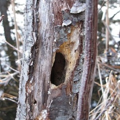 A nest hole in a dead tree