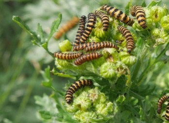cinnabar moth caterpillars (CC0)