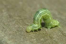 Google Images -winter moth caterpillar