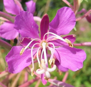 In North America it is called fireweed...