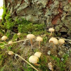 Fungus by Simon & Handley