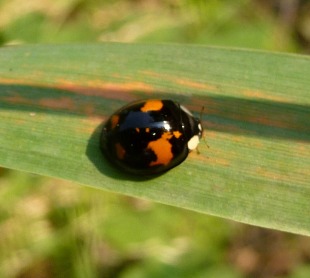 Two spot ladybird by Gail Hampshire (CC2.0)