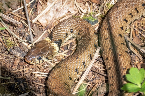 File:Grass Snake (Natrix helvetica) playing dead close-up
